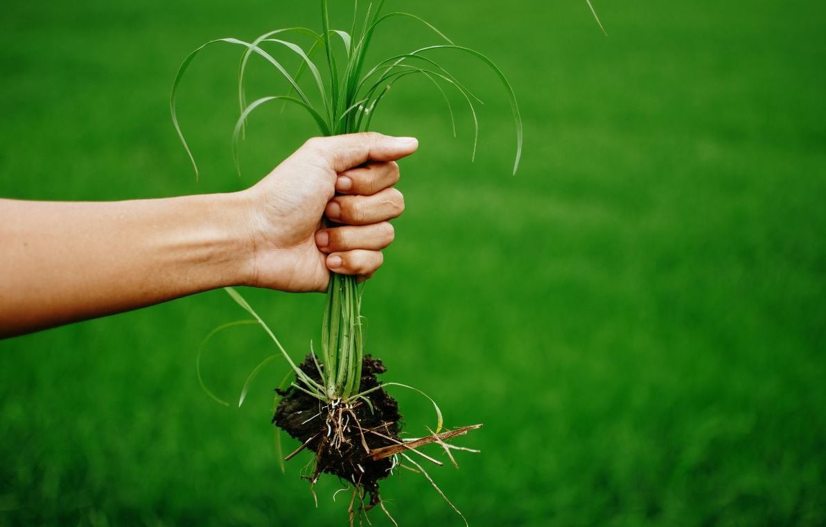 Désherbant puissant : naturel ou herbicide puissant au glyphosate ?
